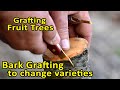 Grafting Fruit Trees | Bark Grafting to change varieties | Bark Grafting Updates