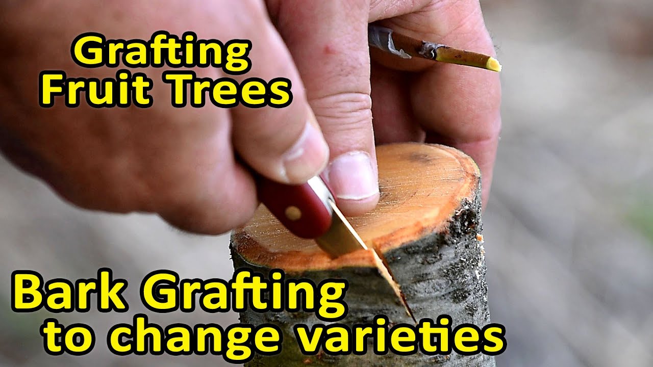 How To Graft Fruit Trees Youtube