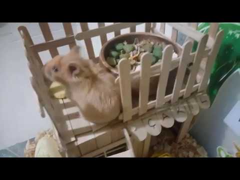 Video: Kendin Yap Hamster Evi