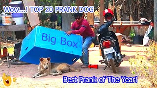 Wow...! TOP 20 Super Huge Box vs Prank sleep Dogs    [Don't miss End] Best Prank of The Year!