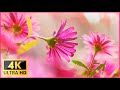 Breathtaking Colors of Nature in 4K II 🌹🌷 Beautiful Flowers - Relaxing Music UHD TV Screensaver