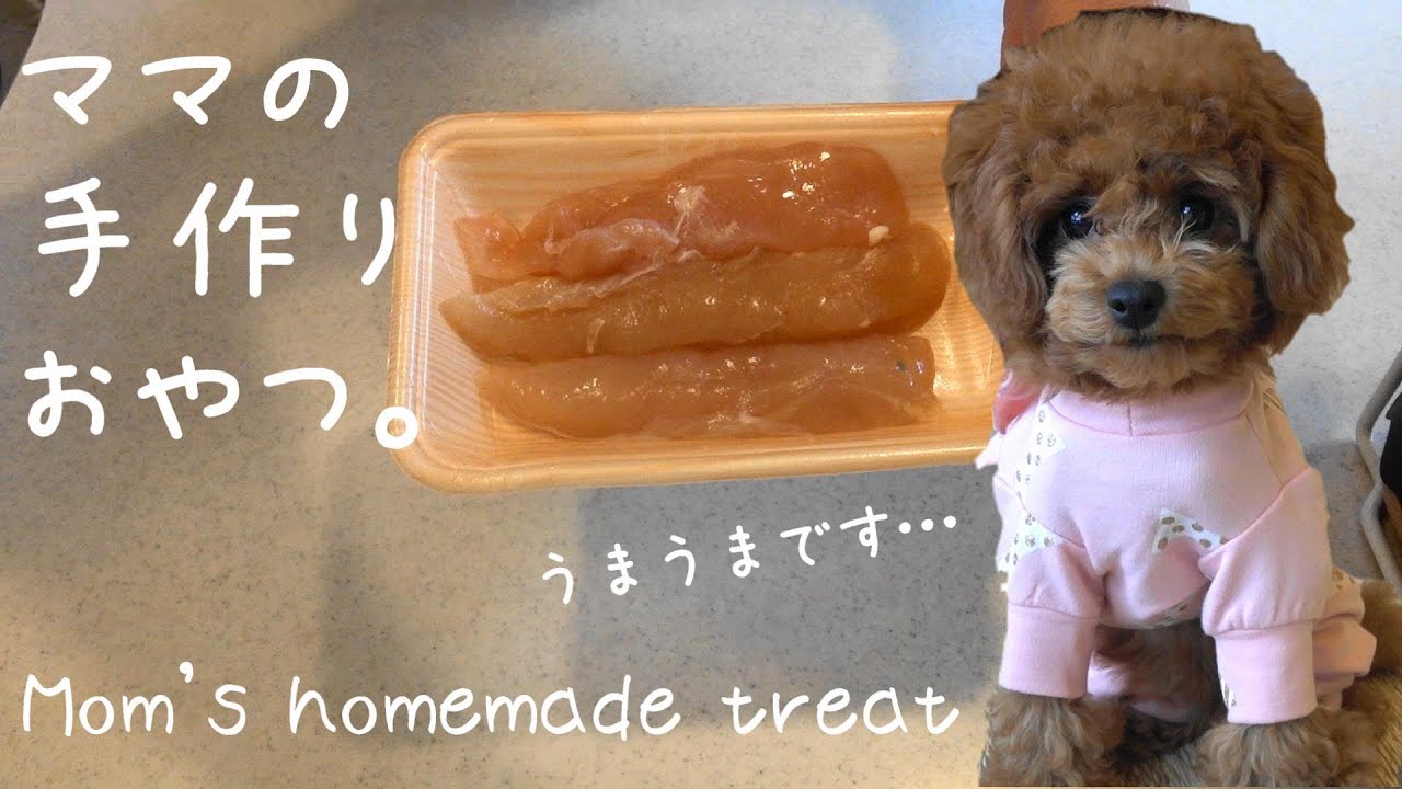 【しつけ】ささみのおやつを手作りしたら子犬がやる気満々に♪【トイプードル】【犬】Happy homemade