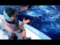 Fishing livebaits for Marlin