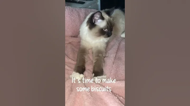 Watch the video about Making biscuits 🍪 #funnyanimals #cats #funnycats #ragdoll #shorts #cute #funnykitten