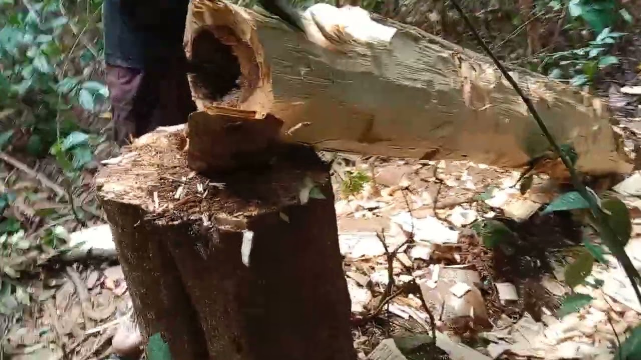 menemukan gaharu super king auto dapat miliyaran😲😱🤑🤑