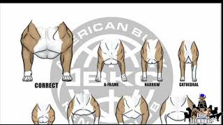 The American Bully Standard ABKC Extended Edition