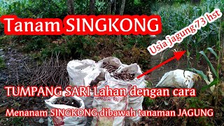 CARA TANAM SINGKONG dibawah tanaman jagung