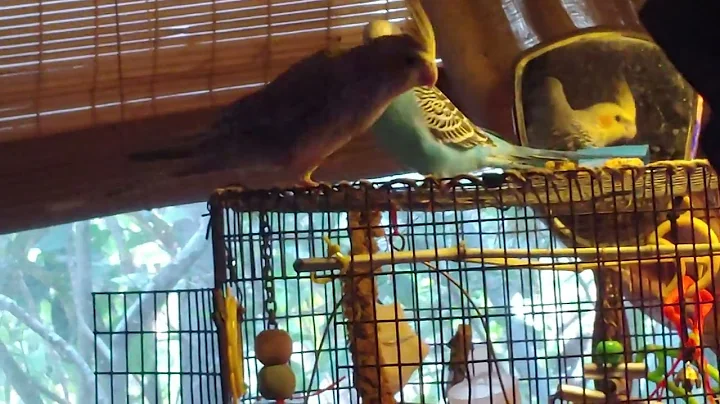 Cockatiel and budgie playing