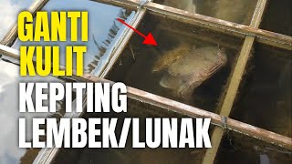 Melihat Proses Ganti Kulit Kepiting Lembek? Amazing!