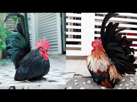 Video Gà thái Huỳnh Nhựt - Cận Cảnh Những Chú Gà Tre Thái... - youtube