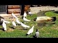 Сокол Сапсан жёстко напал на голубей. Peregrine Falcon attacked pigeons