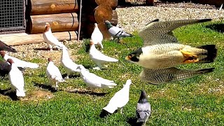 Сокол Сапсан жёстко напал на голубей. Peregrine Falcon attacked pigeons
