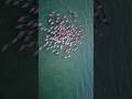 Amazing Flamingos Sound Aerial View Of Flamingos Amazing Flamingos Sound Aerial View Of Flamingos