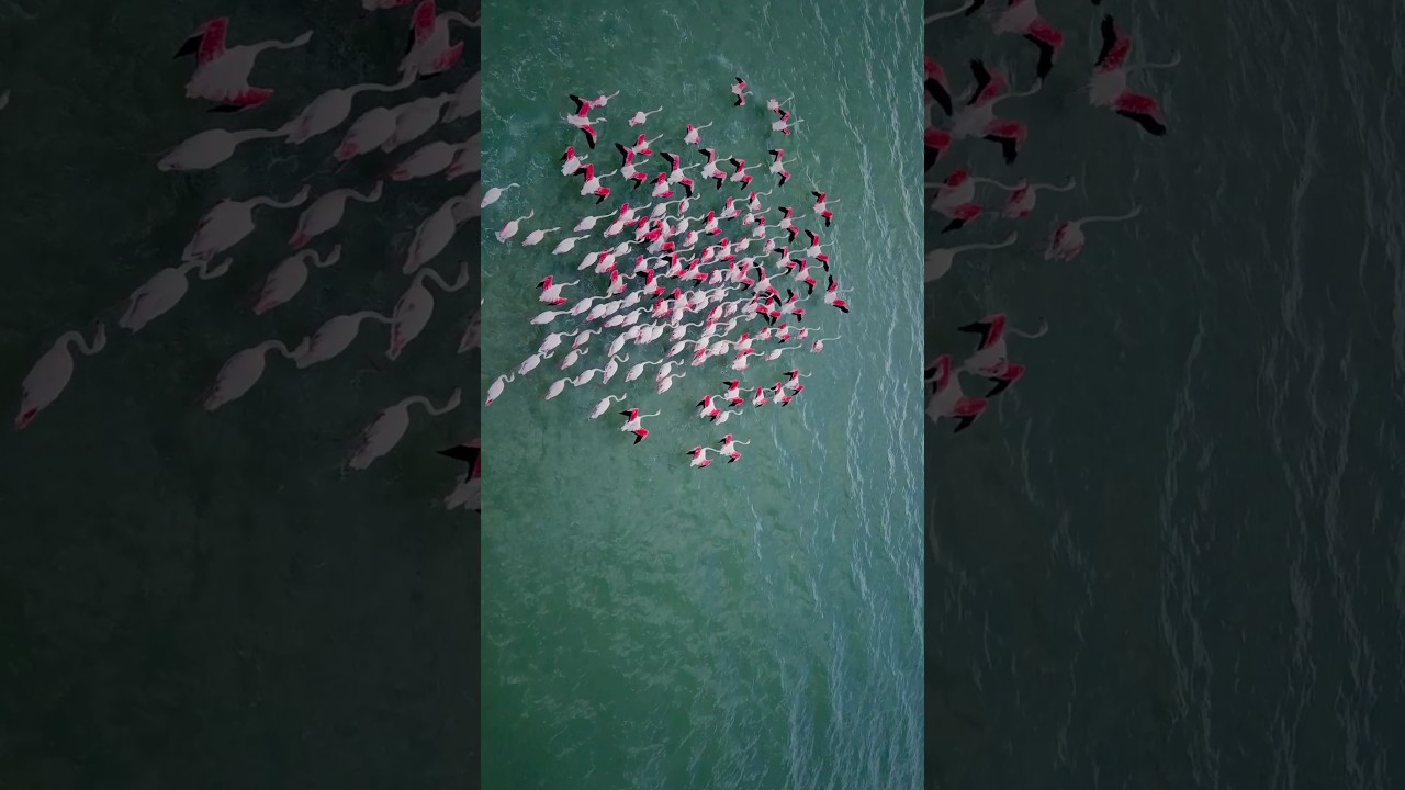 Amazing Flamingos Sound 🦩 | Aerial view of flamingos