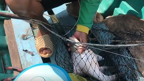 Loại Mồi Đặc Biệt Chuyên Câu Cá Cóc – Một Ngày Bội Thu Ngoài Mong Đợi!