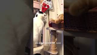 ふじさんのつぶやき日記（1/21）    この場所はボクのもの。