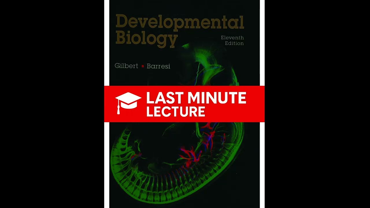 Быстрая спецификация у улиток и нематод | Глава 8 – Биология развития (11-е издание)