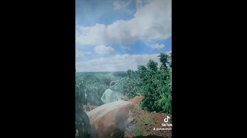 sinh ra là người mẫu nhưng mẹ bắt đi hái cà phê