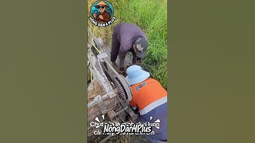 Kiếp Nạn Của Máy Cắt,Sợ Nhất Cảnh Này#nongdan#nongnghiep#shortvideo #farming#mientay