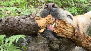 Stella Rebuilds the Forest by Dog Named Stella 3,723 views 2 months ago 1 minute, 1 second