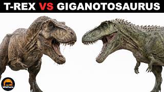 What Was the Difference Between T. Rex and Giganotosaurus?