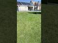 AvtorskiGazon Удобрение газонных трав #газон #газоннаятрава #grass #трава #lawncare  #pomeranian