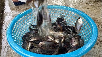 MỘT NGÀY ĐẶT LỜ CÁ SẶC TRÚNG MÁNH#148 | Mái ấm quê nhà