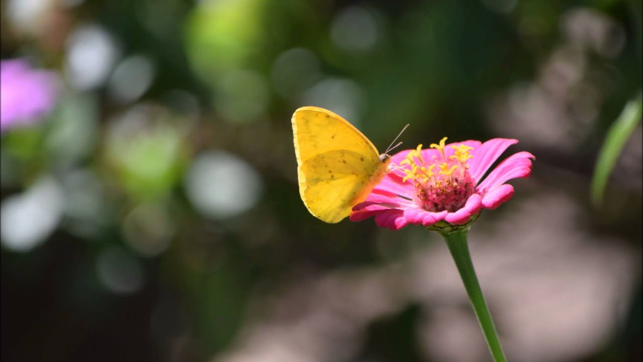 My Mexican animal sightings (Insects, mammals, and reptiles)