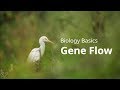 The Impact of Gene Flow on Species Diversity and Evolution
