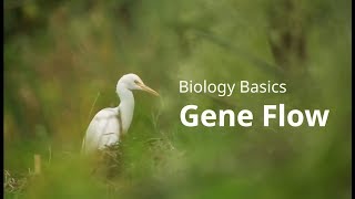 Biology Basics: Gene Flow (Simplified)