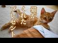 猫がくれたプレゼント