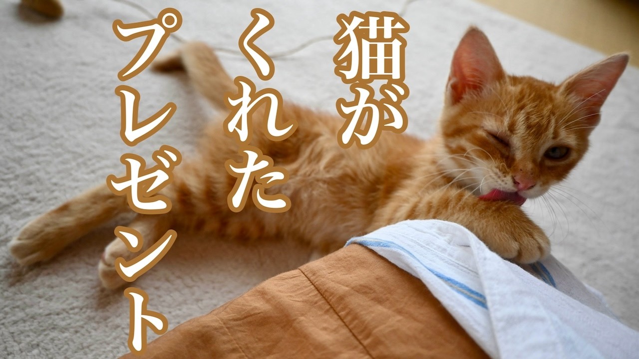 猫がくれたプレゼント