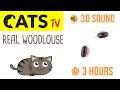 CATS TV - REAL Woodlouse bug (Game for Cats)