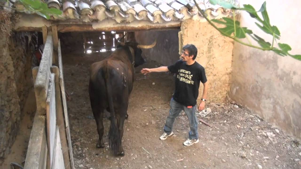 (HD) CARGA Y DESCARGA VACAS EN INESTRILLAS (LA RIOJA) AGOSTO 2011.wmv