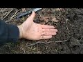 Земляной червь (earthworm)