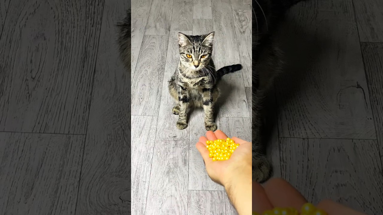 🐱 Beads Mix 🎨 Reverse ASMR 