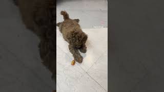 cute player #poodle #pet #petlovers #cutedog #doglovers #cutepuppy #cute #funny #funnyvideo