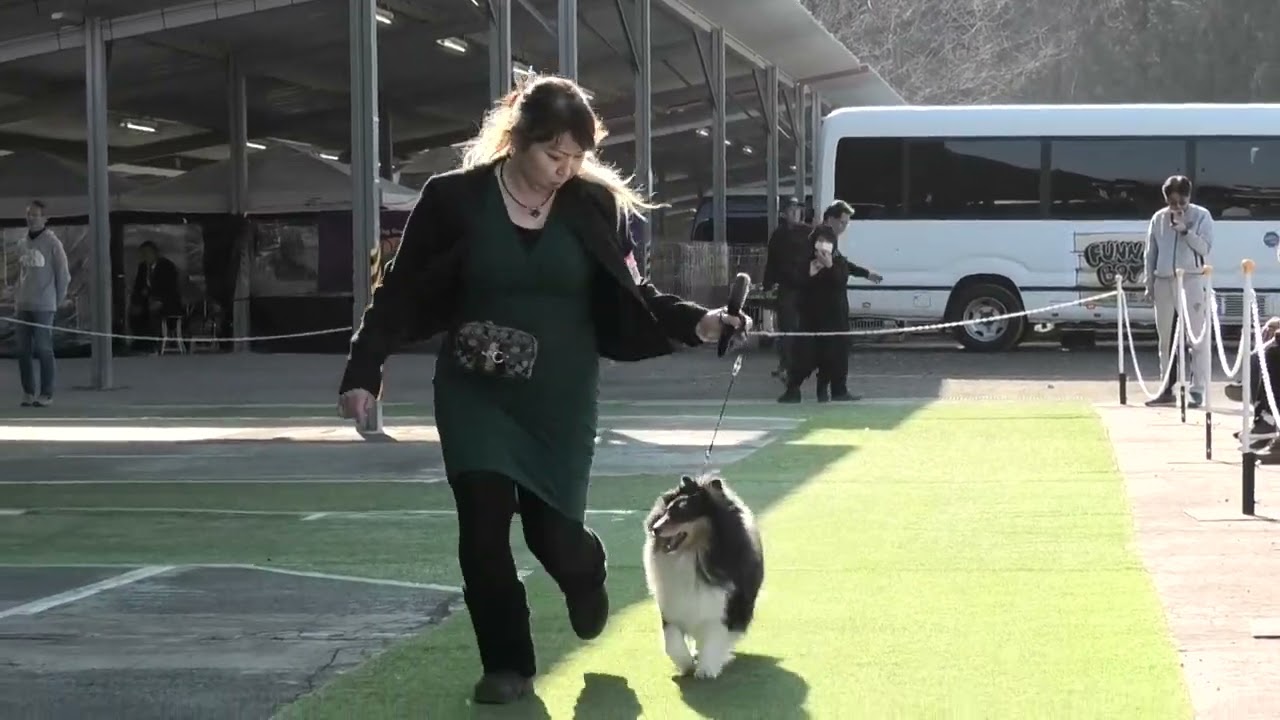 2026.2.15. 埼玉西ワイルドケネルクラブ展　ベストジュニアインショー戦　BJIS