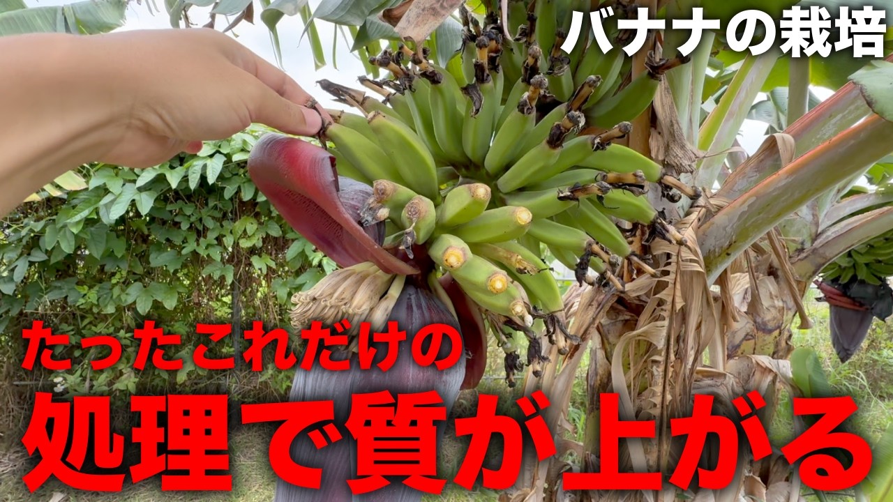 Taiwanese Style] I'll explain how they cultivate high-quality