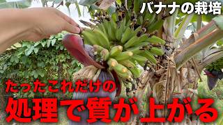 Taiwanese Style] I'll explain how they cultivate high-quality
