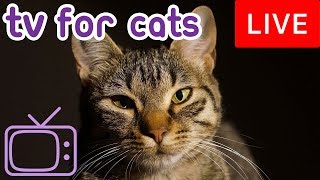 Videos for Cats! Entertainment for Cats with Relaxing Music! Videos for Cats! Entertainment for Cats with Relaxing Music!