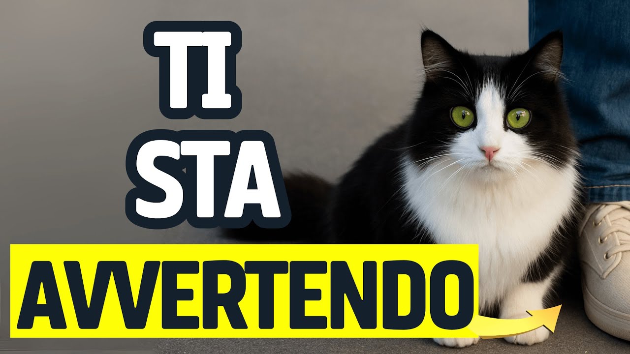 PERCHÉ I GATTI TI BLOCCANO LA STRADA?