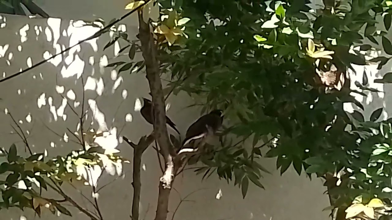 Myna or Indian myna, sometimes spelled mynah, is a bird in the family Sturnidae, native to Asia.