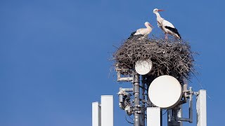 5G and Mother Nature: Are These Signals Affecting Wildlife?