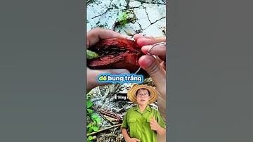 Đừng vội vứt vỏ dừa đi… vì có khi bạn vừa bỏ lỡ cả một “cánh rễ vàng”!