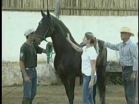 CRIADOR DE CAVALOS DA RAÇA MANGALARGA MARCHADOR