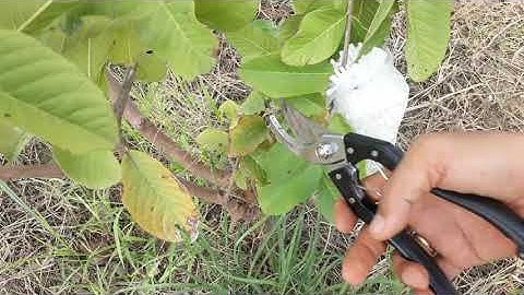 Chia sẻ cắt cành tạo tán cho ổi sai trái cho người mới bắt đầu