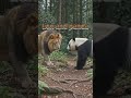 animals hybrids #aipower #animals #shortvideo #ai #edit #hybridanimals #panda