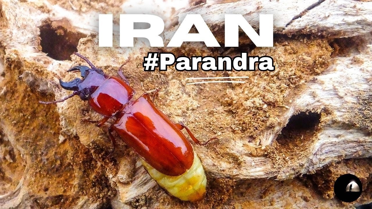 Iran 🇮🇷 Elborz Mts.  