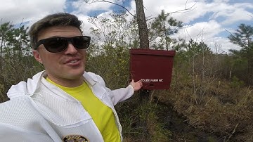 Checking the Swarm Traps #colesfarmnc #beekeeping #honeybee